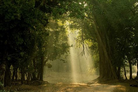 Early Morning Light Through Forest Bandhavgarh Np India Photograph By