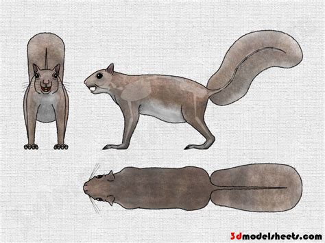 Gosling, goruse, cheeper cockerel (гусенок мужского пола). HIGH RESOLUTION TEXTURES: Free Animal Blueprints Model Sheets