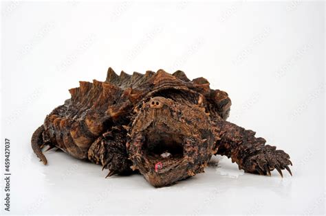 Geierschildkröte Alligator Snapping Turtle Macrochelys Temminckii