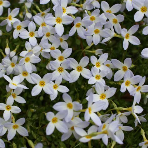 Alkhazur Ryzaev Plant With Small White Flowers With Yellow Center