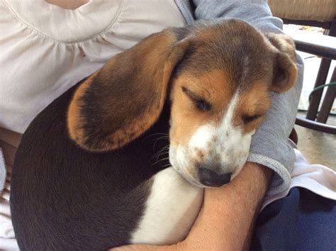 Pin By Marisa On ️ Beagle Love ️ Beagle Puppy Cute Beagles Cute Dogs