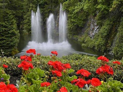 Maybe you would like to learn more about one of these? Red flowers, fountain - Phone wallpapers