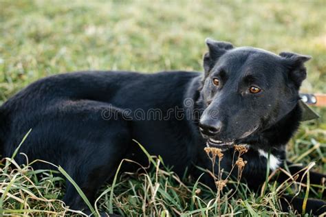 Portrait Of Cute Dog Lying In Grass And Relaxing In Green Park