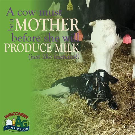 June Dairy Month Facts4 Wisconsin Farm Bureau Federation