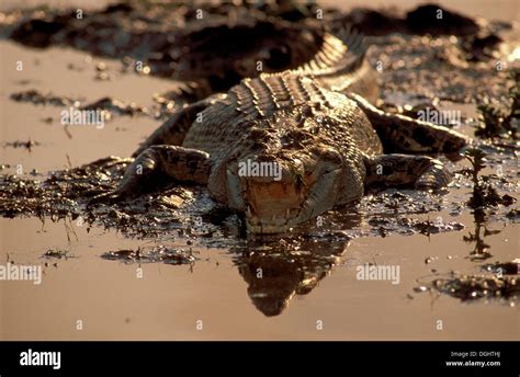 Saltwater Crocodile Estuarine Crocodile Crocodylus Porosus