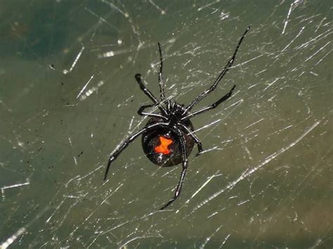 Can A Northern Black Widow Kill You Black Widow Spider Facts Bite