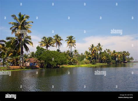 palm trees and dense vegetation line the banks of the kuttanad the backwaters of kerala india