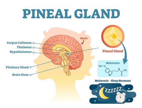 11 Secrets To Decalcify Pineal Gland Calcification Boost Energy Slow