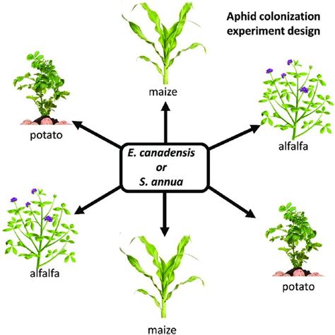 All stages possible in soil or other organic material accompanying. The effect of H2O2 concentration on 1 mM 2,4-DCP removal ...