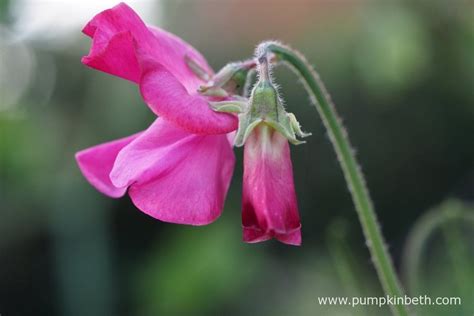 Sweet Pea ‘judith Wilkinson A Deep Carmine Pink Flower Which Adds A