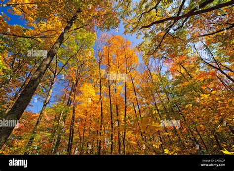 Fall Colors In Brown County State Park In Indiana Stock Photo Alamy