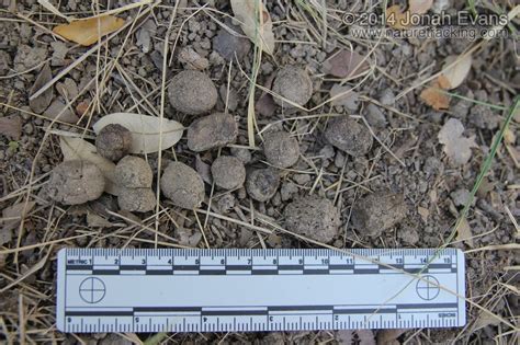 What Does Armadillo Poop Look Like Pictures The Meta Pictures