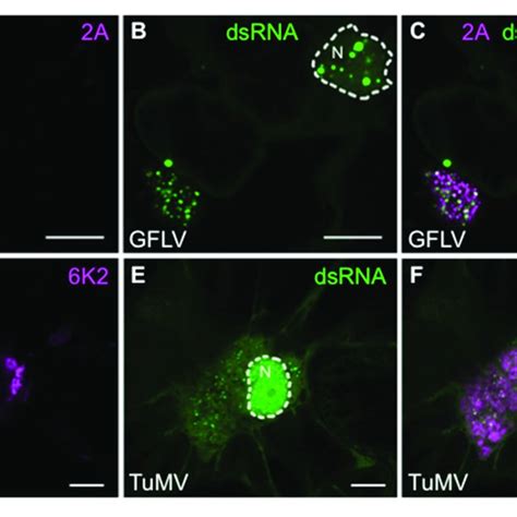 Specific Detection Of Viral Dsrna Species By Fluorescence Labeling In