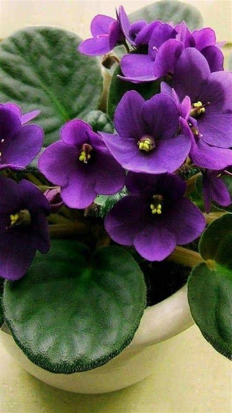 Flor Violeta Como Cuidar Veja Dicas Para Cultivo