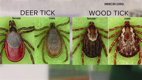 Fighting Deer Ticks With Natural Repellents