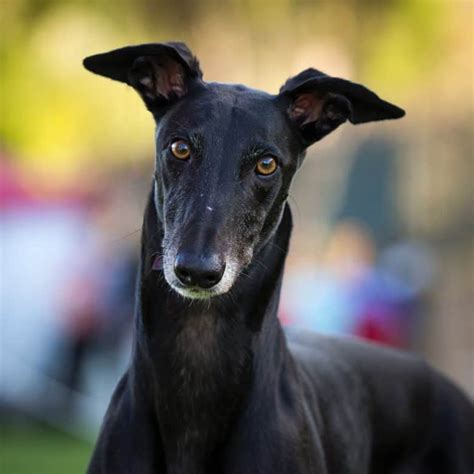 Get To Know The Different And Surprising Greyhound Mix Breeds K9 Web