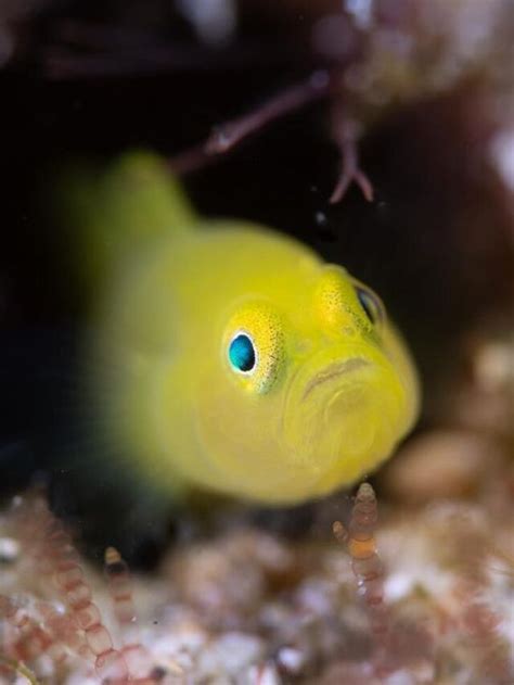 11 Most Unique Goby Fish Types For A Saltwater Tank Aqua Life Expert