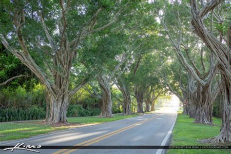 Bridge Road Tree Canopy Hobe Sound Florida Royal Stock Photo