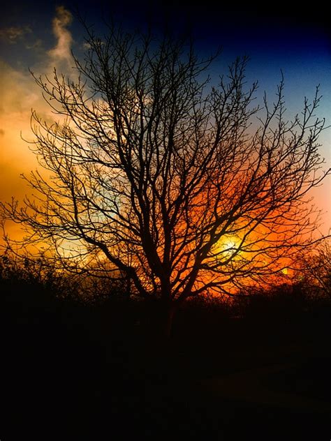 Tree Sunset Beautiful · Free Photo On Pixabay