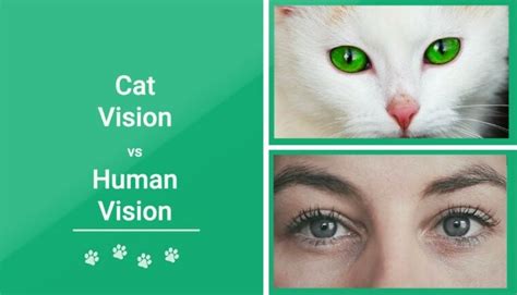 Cat Vision Vs Human Vision What Are The Differences Pet Arenas