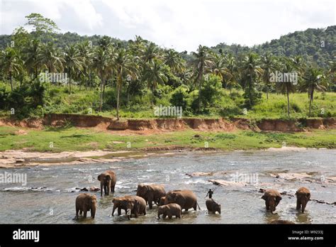Sri Lanka Elephants Orphanage Tourist Hi Res Stock Photography And