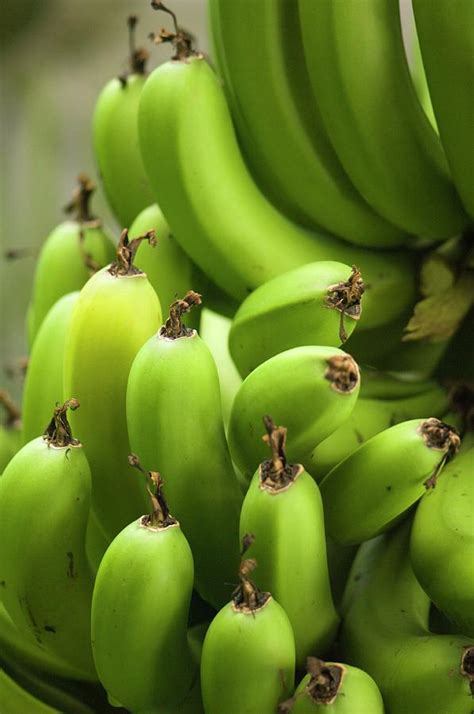 Green Banana Fruits Musa Hybrid Photograph By Maria Mosolova Fine