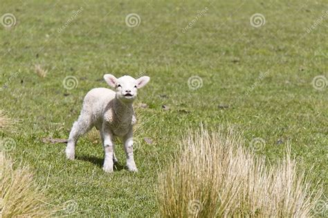 Cute Baby Lamb Stock Image Image Of Grazing Farmland 39960879