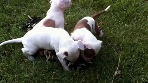 Red Nose Pitbull Puppies Youtube