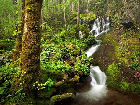 Whether your biking cades cove or driving, it's the perfect place to see historic cabins or watchable wildlife, take day hikes, see waterfalls, go horseback riding, and camp overnight. Roadside Waterfall In Tremont - Great Smoky Mountains ...