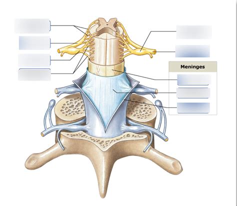 The Spinal Cord And Spinal Meninges Diagram Quizlet