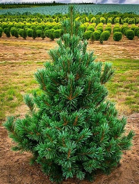 7 Different Types Of Pine Trees In Texas Pine Trees Native To Texas