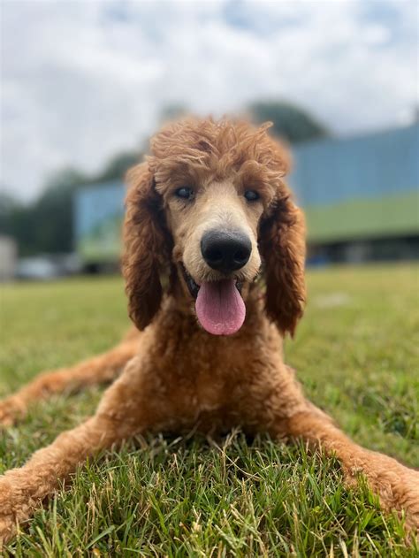Dog For Adoption Gissel Aug 22 A Poodle Standard In Raleigh Nc
