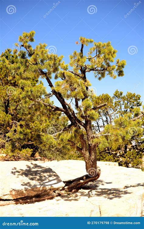 Brave Pinon Pine Tree Grand Canyon Arizona Stock Photo Image Of