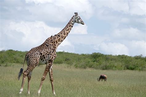 Masai Giraffe Giraffa Camelopardalis Tippelskirchi Maasai Mara