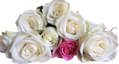 Rosen Blumen Blumenstrauß Kostenloses Bild Auf Pixabay Pixabay