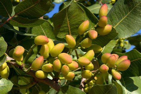 Where Do Pistachios Grow What Are They And More The Gardener Info