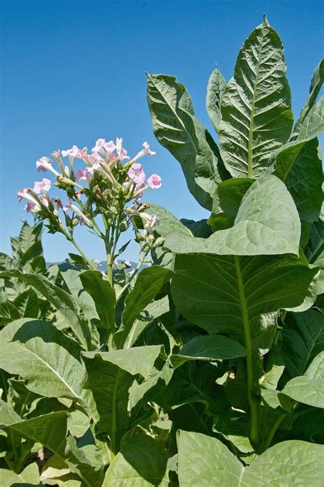 Planta De Tabaco Na Flor Foto De Stock Imagem