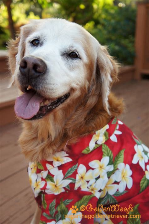 Happy Aloha Friday And How It Changed Fridays Golden Woofs
