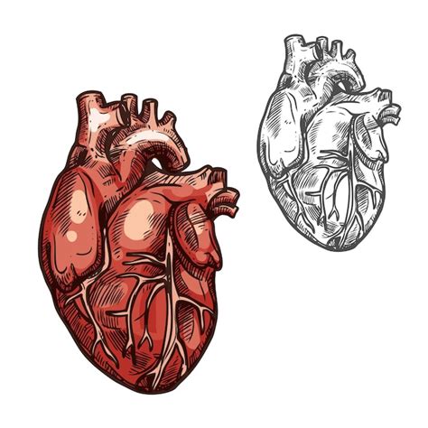 Icono De Esbozo De Vector De órgano De Corazón Humano Vector Premium