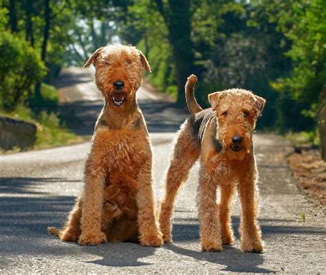 10 Interesting Facts About Airedale Terriers You Probably Didnt Know
