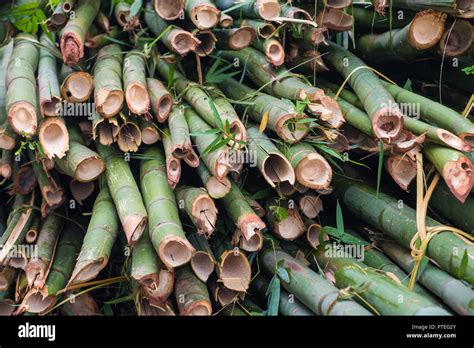 Pile Of Cut Bamboo Trees In A Chinese Forest Stock Photo Alamy