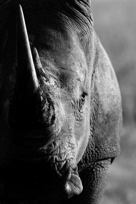 Rhino Hd Wallpapers Wallpaper202