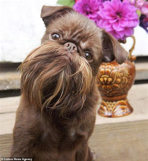 Dog Has Impressive Beard That Most Fully Grown Men Would Be Jealous Of