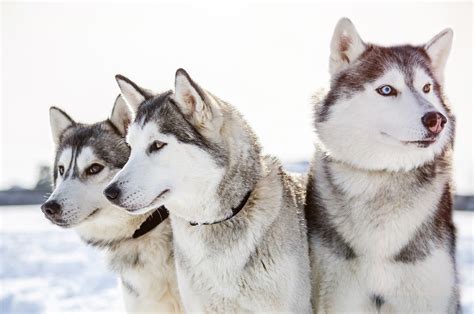 10 Beautiful Types Of Huskies With Pictures Pet Keen