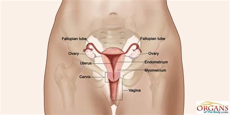 Fallopian Tubes Function And Location In Female Reproductive System