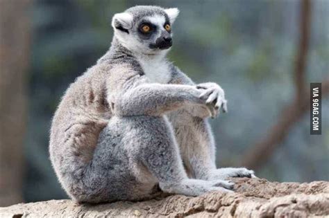 Lemurs Level Sit Like Human Лемур Фотографии животных Смешные