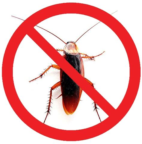 How To Get Rid Of Roaches Yourself Dengarden