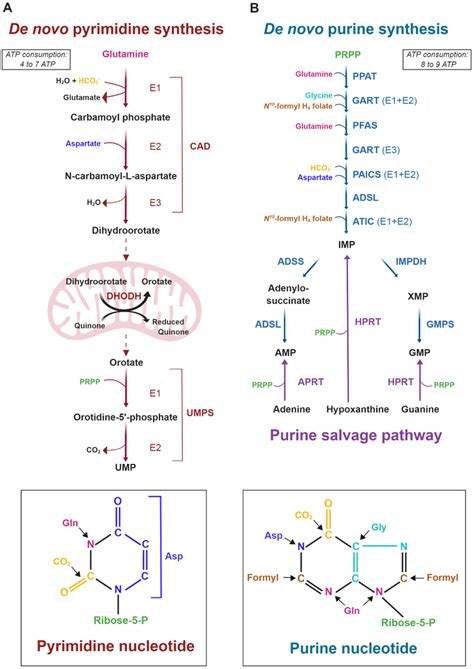 The De Novo Pyrimidine And Purine Synthesis Pathways A Schematic Of