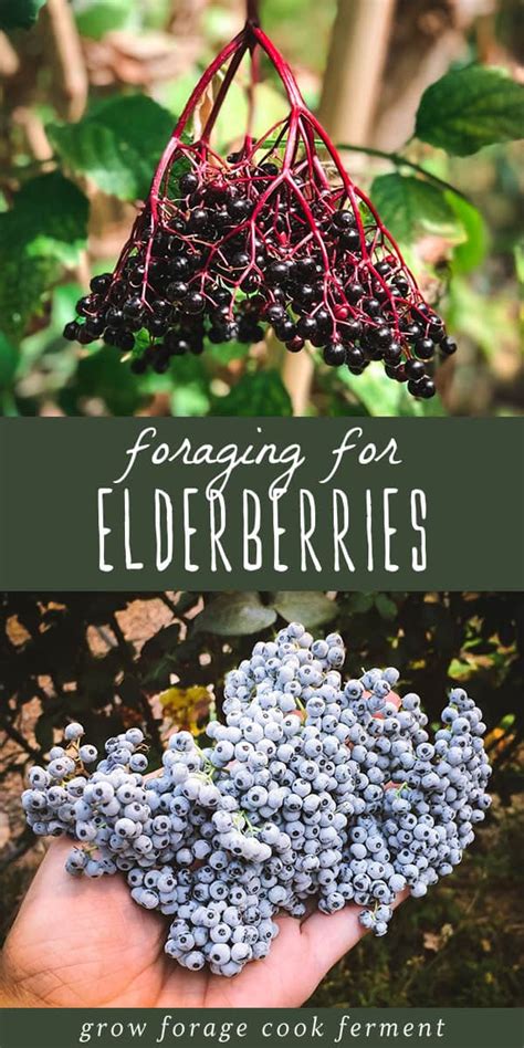 Foraging For Elderberries And Elderflowers Identification Look Alikes
