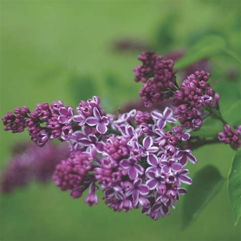 15 Fragrant Plants For Your Garden Flower Magazine